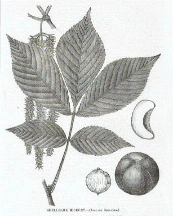 Juglans Sycamosa Shellbark Hicory