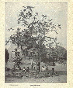 Breadfruit Tree