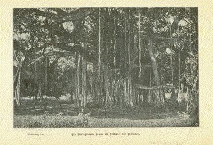 Weringi Tree