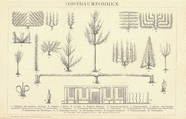 Obstbaumformen