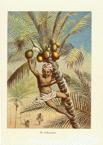 Coconut palm