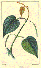 Betel