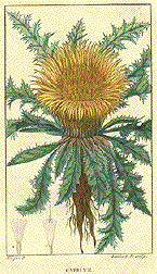 Carline (thistle)