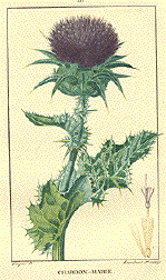 Thistle, Chardon-Marie