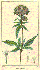 Eupatoire - Hemp Agrimony